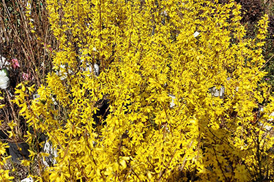 Obstbäume - Stäucher - Gartenbau Pozzi