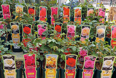 Obstbäume - Stäucher - Gartenbau Pozzi