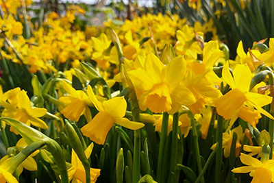 Frühlingsblumen - Gartenbau Pozzi