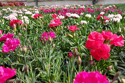 Frühlingsblumen - Gartenbau Pozzi