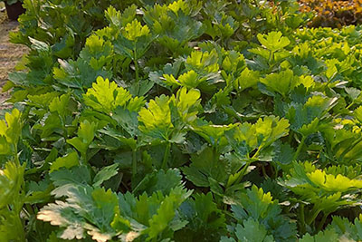 Gemüsepflanzen - Gartenbau Pozzi