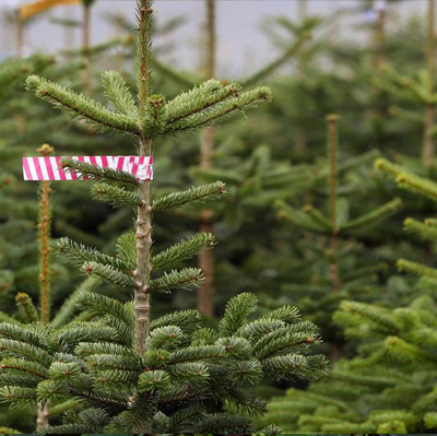 Alberi di Natale